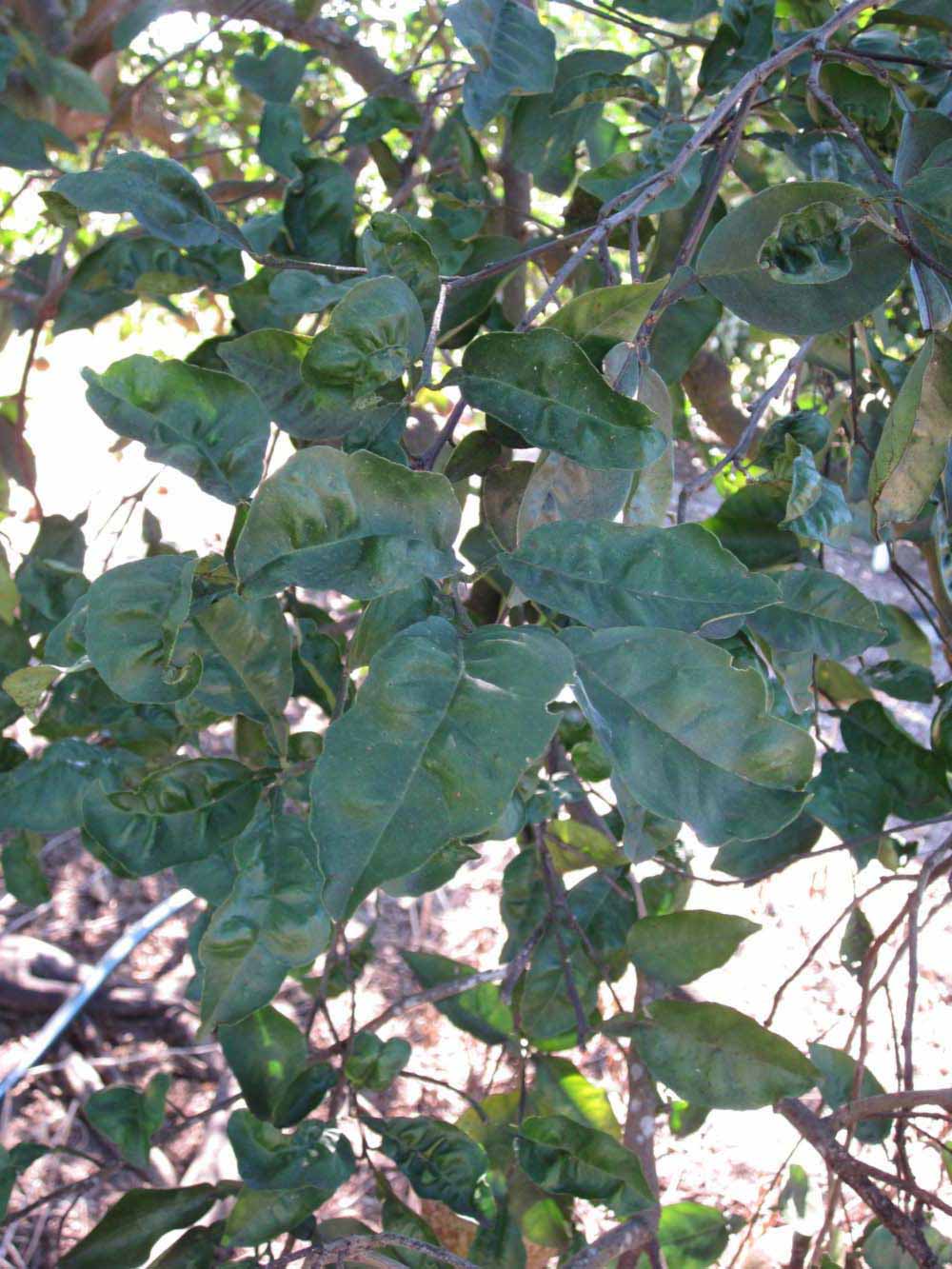              Shade leaves (Winter Haven, FL)       